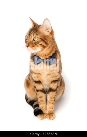 Die niedliche, elegante rote Katze sitzt in einer Fliege auf weißem Hintergrund. Stockfoto