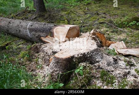 25. Mai 2023, Bayern, Schrobenhausen: Ein gefällter Baum liegt auf dem Boden eines gemischten Waldes - bei einem Ausflug entlang der Wertschöpfungskette eines Holzpellets. Foto: Angelika Warmuth/dpa Stockfoto