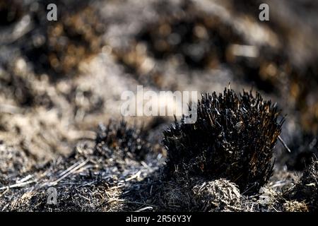 Eupen, Belgien. 01. Juni 2023. Abbildung zeigt verbrannte Vegetation am Ort eines Brandes in den Hautes Fagnes zwischen TERNELL und Mutzenich, nahe der belgisch-deutschen Grenze, Donnerstag, den 01. Juni 2023. Mehr als 170 Hektar Vegetation sind in Flammen aufgegangen. Der Brand, der angeblich von Menschen verursacht wurde, begann Montagabend. Die belgischen Feuerwehrleute erhielten Unterstützung von deutschen Kollegen und dem Katastrophenschutz. BELGA PHOTO DIRK WAEM Credit: Belga News Agency/Alamy Live News Stockfoto