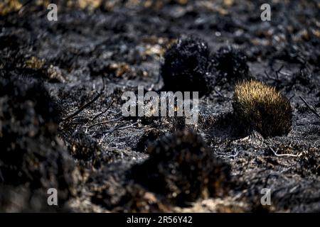 Eupen, Belgien. 01. Juni 2023. Abbildung zeigt verbrannte Vegetation am Ort eines Brandes in den Hautes Fagnes zwischen TERNELL und Mutzenich, nahe der belgisch-deutschen Grenze, Donnerstag, den 01. Juni 2023. Mehr als 170 Hektar Vegetation sind in Flammen aufgegangen. Der Brand, der angeblich von Menschen verursacht wurde, begann Montagabend. Die belgischen Feuerwehrleute erhielten Unterstützung von deutschen Kollegen und dem Katastrophenschutz. BELGA PHOTO DIRK WAEM Credit: Belga News Agency/Alamy Live News Stockfoto