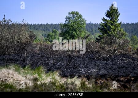 Eupen, Belgien. 01. Juni 2023. Abbildung zeigt verbrannte Vegetation am Ort eines Brandes in den Hautes Fagnes zwischen TERNELL und Mutzenich, nahe der belgisch-deutschen Grenze, Donnerstag, den 01. Juni 2023. Mehr als 170 Hektar Vegetation sind in Flammen aufgegangen. Der Brand, der angeblich von Menschen verursacht wurde, begann Montagabend. Die belgischen Feuerwehrleute erhielten Unterstützung von deutschen Kollegen und dem Katastrophenschutz. BELGA PHOTO DIRK WAEM Credit: Belga News Agency/Alamy Live News Stockfoto