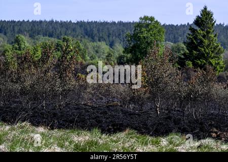 Eupen, Belgien. 01. Juni 2023. Abbildung zeigt verbrannte Vegetation am Ort eines Brandes in den Hautes Fagnes zwischen TERNELL und Mutzenich, nahe der belgisch-deutschen Grenze, Donnerstag, den 01. Juni 2023. Mehr als 170 Hektar Vegetation sind in Flammen aufgegangen. Der Brand, der angeblich von Menschen verursacht wurde, begann Montagabend. Die belgischen Feuerwehrleute erhielten Unterstützung von deutschen Kollegen und dem Katastrophenschutz. BELGA PHOTO DIRK WAEM Credit: Belga News Agency/Alamy Live News Stockfoto