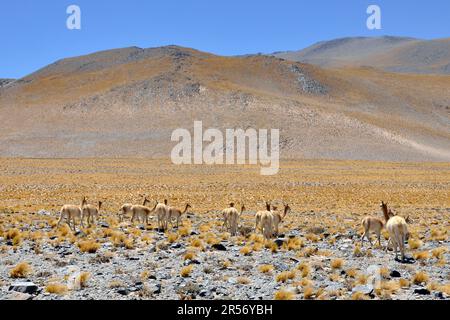 Argentinien. Region Salta. Puna. Vicunas Stockfoto