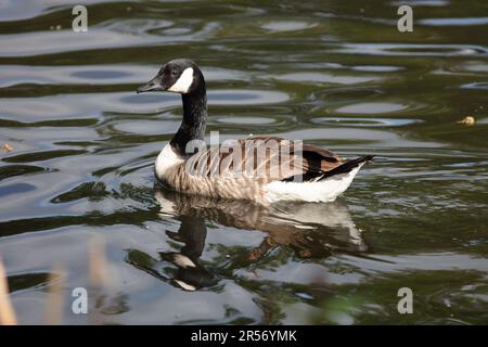 Kanadier-Gans am Ewell Court Pond Stockfoto