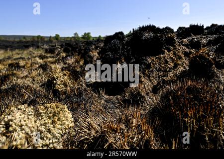 Eupen, Belgien. 01. Juni 2023. Abbildung zeigt verbrannte Vegetation am Ort eines Brandes in den Hautes Fagnes zwischen TERNELL und Mutzenich, nahe der belgisch-deutschen Grenze, Donnerstag, den 01. Juni 2023. Mehr als 170 Hektar Vegetation sind in Flammen aufgegangen. Der Brand, der angeblich von Menschen verursacht wurde, begann Montagabend. Die belgischen Feuerwehrleute erhielten Unterstützung von deutschen Kollegen und dem Katastrophenschutz. BELGA PHOTO DIRK WAEM Credit: Belga News Agency/Alamy Live News Stockfoto