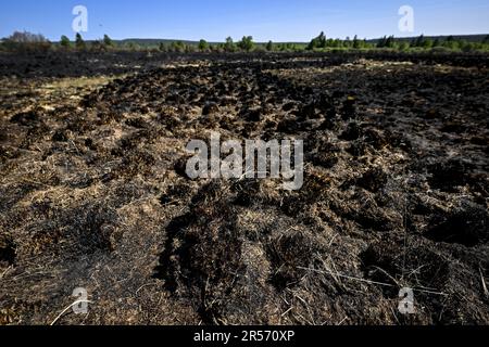 Eupen, Belgien. 01. Juni 2023. Abbildung zeigt verbrannte Vegetation am Ort eines Brandes in den Hautes Fagnes zwischen TERNELL und Mutzenich, nahe der belgisch-deutschen Grenze, Donnerstag, den 01. Juni 2023. Mehr als 170 Hektar Vegetation sind in Flammen aufgegangen. Der Brand, der angeblich von Menschen verursacht wurde, begann Montagabend. Die belgischen Feuerwehrleute erhielten Unterstützung von deutschen Kollegen und dem Katastrophenschutz. BELGA PHOTO DIRK WAEM Credit: Belga News Agency/Alamy Live News Stockfoto