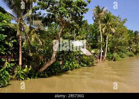 Philippinen. Insel Visayas. Loboc-Fluss Stockfoto