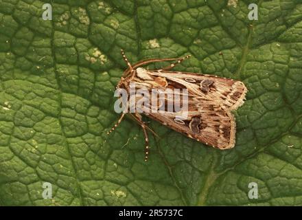 Archer's Dart (Agrotis vestigialis), Erwachsener im Ruhezustand auf Blatt Eccles-on-Sea, Norfolk August Stockfoto