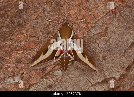 Bettstroh Hawk-Motte (Hyles gallii), Erwachsener im Ruhezustand am Baumstamm Eccles-on-Sea, Norfolk, Großbritannien August Stockfoto