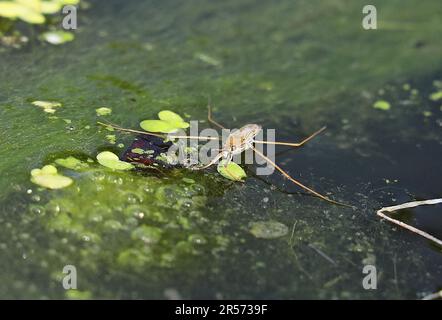 Common Pond Skater (Gerris lacustris), Erwachsener auf der Oberfläche des Teichs Eccles-on-Sea, Norfolk August Stockfoto