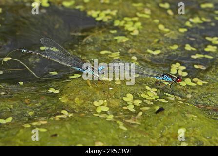 Kleines rothäugiges Damselfly-Paar (Erythromma viridulum) im Teich Eccles-on-Sea, Norfolk, Großbritannien August Stockfoto