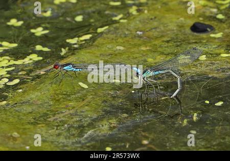 Paarung und Ovipositing von kleinen Rotäugigen Damselfly-Paaren (Erythromma viridulum) im Teich Eccles-on-Sea, Norfolk, Vereinigtes Königreich August Stockfoto