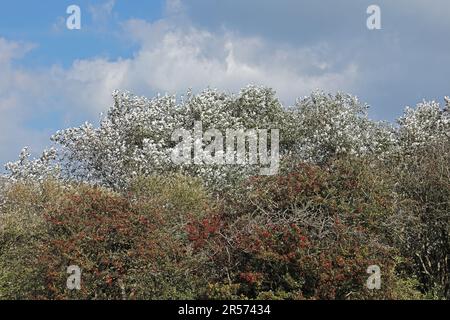 Weiße Pappelbäume (Populus alba), die im Wind in den Wäldern von Eccles-on-Sea, Norfolk, Großbritannien, wehen September Stockfoto