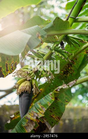 Gruppe kleiner junger Bananenpflanzen, Makroansicht Stockfoto