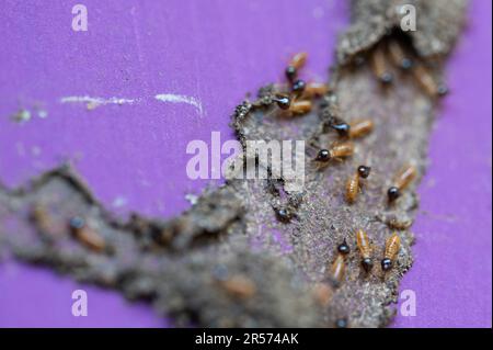 Termiteninsekten mit schwarzen Köpfen aus der Nähe Stockfoto