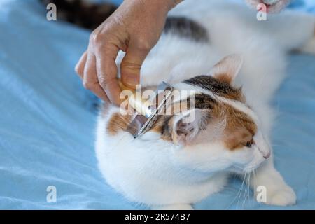 Katzenpflege, Kämmen, Spielen mit Ihrem geliebten Haustier, entspannte und glückliche Katze Stockfoto