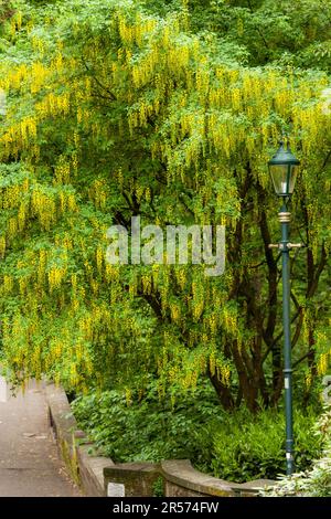 Laburnumbaum in Blüte im Pittencrieff Park Dunfermline Stockfoto