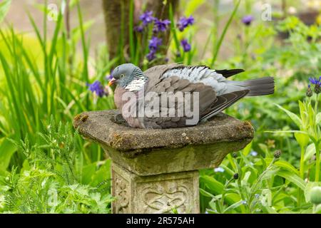 Gewöhnliche Holztaube Columba Palumbus sitzt in einem Vogelbad im Garten Stockfoto