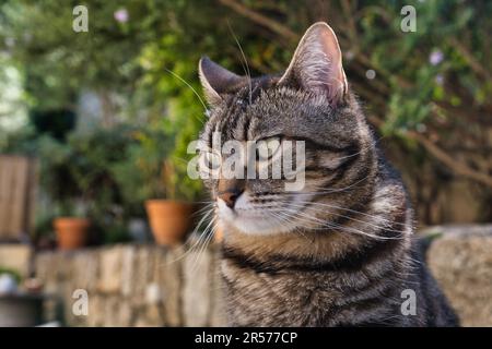 Nahaufnahme einer gestreiften grauen Katze Stockfoto