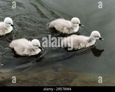 Eine Schar süßer, flauschiger, bezaubernder, kleiner Schwanenmädchen, die auf einer Wasseroberfläche von Fluss, See oder Teich schwimmen. Nahaufnahme. Frühsommer. Stockfoto