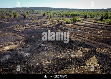 Eupen, Belgien. 01. Juni 2023. Aus der Vogelperspektive ein Feuerort in den Hautes Fagnes zwischen TERNELL und Mutzenich, in der Nähe der belgisch-deutschen Grenze, Donnerstag, den 01. Juni 2023. Mehr als 170 Hektar Vegetation sind in Flammen aufgegangen. Der Brand, der angeblich von Menschen verursacht wurde, begann Montagabend. Die belgischen Feuerwehrleute erhielten Unterstützung von deutschen Kollegen und dem Katastrophenschutz. BELGA PHOTO DIRK WAEM Credit: Belga News Agency/Alamy Live News Stockfoto