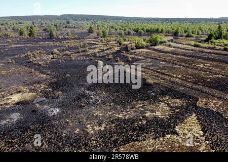 Eupen, Belgien. 01. Juni 2023. Aus der Vogelperspektive ein Feuerort in den Hautes Fagnes zwischen TERNELL und Mutzenich, in der Nähe der belgisch-deutschen Grenze, Donnerstag, den 01. Juni 2023. Mehr als 170 Hektar Vegetation sind in Flammen aufgegangen. Der Brand, der angeblich von Menschen verursacht wurde, begann Montagabend. Die belgischen Feuerwehrleute erhielten Unterstützung von deutschen Kollegen und dem Katastrophenschutz. BELGA PHOTO DIRK WAEM Credit: Belga News Agency/Alamy Live News Stockfoto