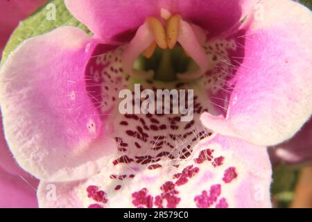 Makrofoto von Digitalis Dalmatian Rose (Foxglove) Stockfoto