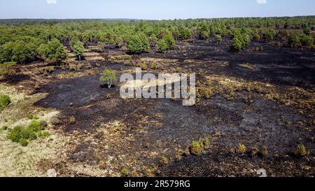 Eupen, Belgien. 01. Juni 2023. Luftaufnahme der verbrannten Vegetation am Brandort in den Hautes Fagnes zwischen TERNELL und Mutzenich, nahe der belgisch-deutschen Grenze, Donnerstag, den 01. Juni 2023. Mehr als 170 Hektar Vegetation sind in Flammen aufgegangen. Der Brand, der angeblich von Menschen verursacht wurde, begann Montagabend. Die belgischen Feuerwehrleute erhielten Unterstützung von deutschen Kollegen und dem Katastrophenschutz. BELGA PHOTO DIRK WAEM Credit: Belga News Agency/Alamy Live News Stockfoto