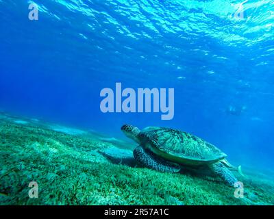 Blick auf große Schildkröten unter Wasser, Schnorcheln im kristallklaren Wasser, Marsa Alam Egypt Abu Dabab Coral Rift, Abu Dabbab, Rotes Meer Stockfoto