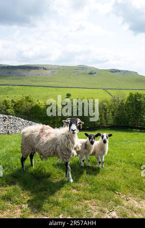 Die Swaledale ist eine Rasse von Hausschafen mit Lämmern, benannt nach dem Yorkshire Valley von Swaledale in England. Stockfoto