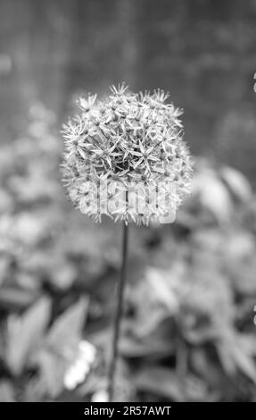 Allium-Pflanzen, auch als Zierzwiebeln in voller Blüte bekannt. Stockfoto