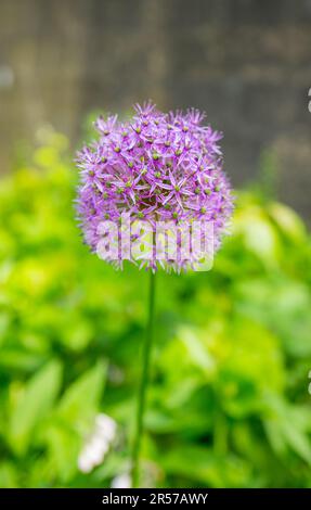 Allium-Pflanzen, auch als Zierzwiebeln in voller Blüte bekannt. Stockfoto