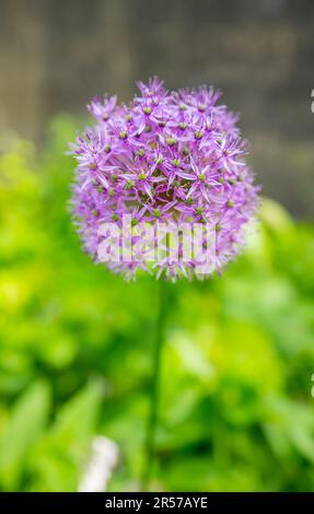 Allium-Pflanzen, auch als Zierzwiebeln in voller Blüte bekannt. Stockfoto