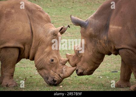 Zwei Nashörner, die sich Kopf an Kopf gegenüberstehen. Gras, Horn Detail, Kopf, Wut, Herausforderung, Leistungsstärke Stockfoto