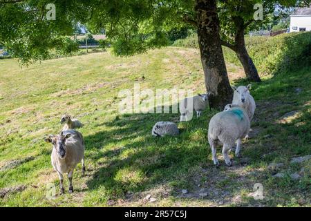 Schull, West Cork, Irland. 1. Juni 2023. Die Sonne schien heute im Küstendorf Schull mit Temperaturen von bis zu 18 Grad Celsius. Diese Schafe nahmen Schutz vor der Sonne unter einem Baum. Kredit: AG News/Alamy Live News Stockfoto