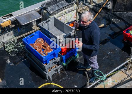 Schull, West Cork, Irland. 1. Juni 2023. Die Sonne schien heute im Küstendorf Schull mit Temperaturen von bis zu 18 Grad Celsius. Der lokale Fischer Michael O'Callaghan bereitet sich darauf vor, seinen Hummer- und Braunkrabbenfang am Schull Pier zu entladen. Kredit: AG News/Alamy Live News Stockfoto