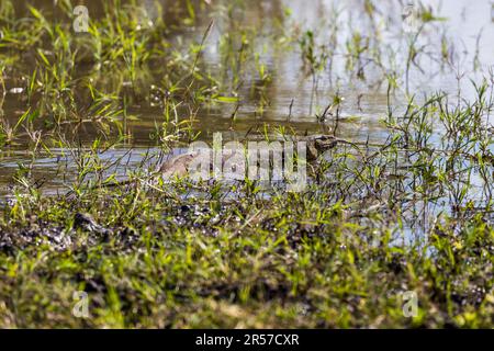 Reptil im Fluss der Grafschaft. Liwonde-Nationalpark, Malawi Stockfoto