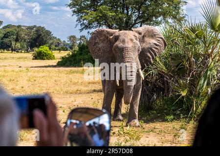 Elefanten am Shire River im Liwonde-Nationalpark von Malawi. Im Liwonde-Nationalpark können Sie die Tiere ganz aus der Nähe erleben. Hier ist ein junger Elefant, nur wenige Meter vom Safarifahrzeug der Kutchire Lodge entfernt Stockfoto