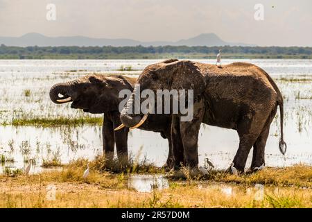 Elefanten am Shire River im Liwonde-Nationalpark von Malawi. Zwei trinkende Elefanten am Ufer des Shire River im Liwonde National Park Stockfoto