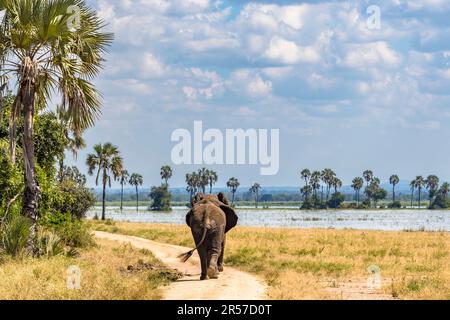 Elefanten lieben es, auf den Straßen des Nationalparks zu marschieren. Hier machen sie gute Fortschritte bei der Suche nach Lebensmitteln. Elefanten am Shire River im Liwonde-Nationalpark von Malawi Stockfoto