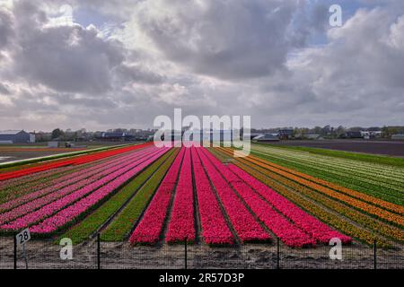 Endlose Tulpenreihen in den holländischen Zwiebelfeldern. Frühling in Holland mit bunten, lebendigen Blumen Stockfoto