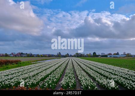 Endlose Reihen weißer Narzissenblüten in den holländischen Zwiebelfeldern. Frühling in Holland. Stockfoto