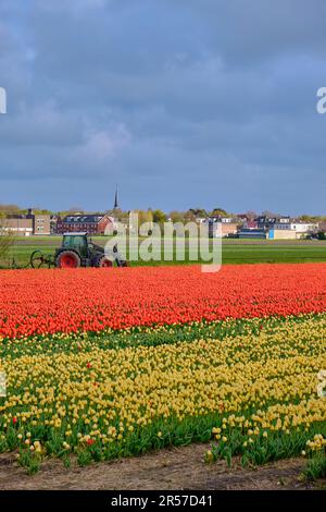 Endlose Tulpenreihen in den holländischen Zwiebelfeldern. Frühling in Holland mit gelben und roten, leuchtenden Blumen Stockfoto