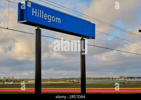 Hinweisschild zum Bahnhof Hillegom. Endlose Tulpenreihen im Hintergrund. Stockfoto