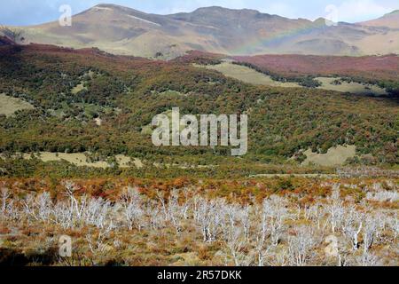 Farbenfroher Herbstwald Patagoniens, umgeben von Bergen in El Chalten, Argentinien Stockfoto