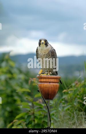 Einsamer, gezähmter Wanderfalke (Falco peregrinus) Jägervogel, der bei den Feierlichkeiten der Stadt mit Bäumen und bedeckten Himmel im Hintergrund ausgestellt wird Stockfoto