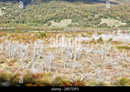 Farbenfroher Herbstwald Patagoniens, umgeben von Bergen in El Chalten, Argentinien Stockfoto