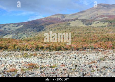 Farbenfroher Herbstwald Patagoniens, umgeben von Bergen in El Chalten, Argentinien Stockfoto