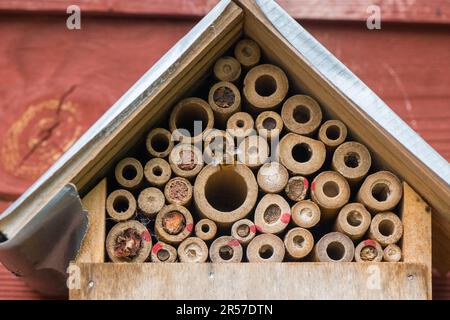 mason Biene oder Mauerwerk Biene versiegelt den Eingang zu ihren Eizellen mit Schlamm, Sand, den sie mit ihrem Speichel mischen. Stockfoto