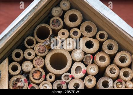 mason Biene oder Mauerwerk Biene versiegelt den Eingang zu ihren Eizellen mit Schlamm, Sand, den sie mit ihrem Speichel mischen. Stockfoto